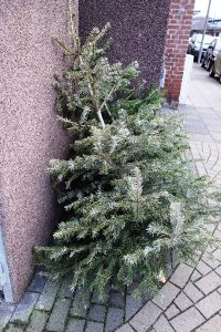 Foto von einem zu entsorgenden Weihnachtsbaum am Straßenrand
