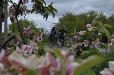 2017.04.27 Faszinierende Tour Durch Meckenheims Blütenpracht