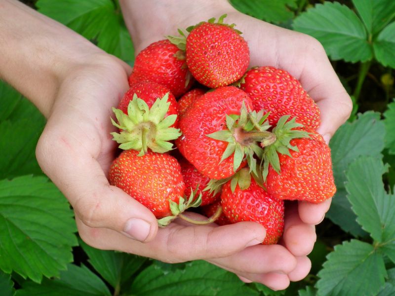 Foto zeigt Hände mit Erdbeeren.