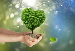Klimaschutz Baum-in-hand Iris-bock-cramer-pixabay