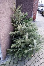 Foto zeigt einen ausrangierten Weihnachtsbaum.