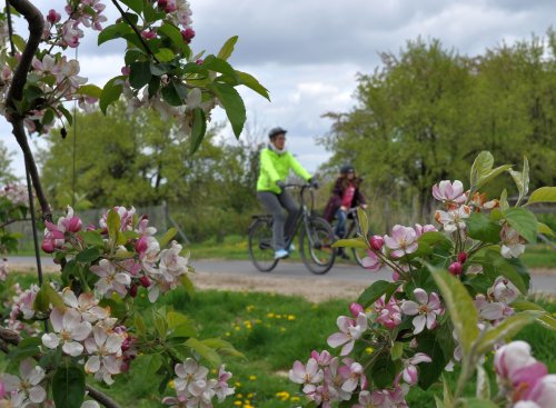 Das Foto zeigt Radfahrer in den Obstplantagen. Foto: Stadt Meckenheim