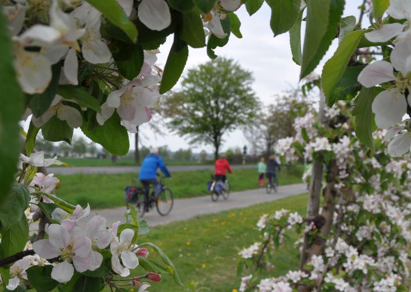 Foto zeigt die Radfahrenden in den blühenden Obstplantagen.